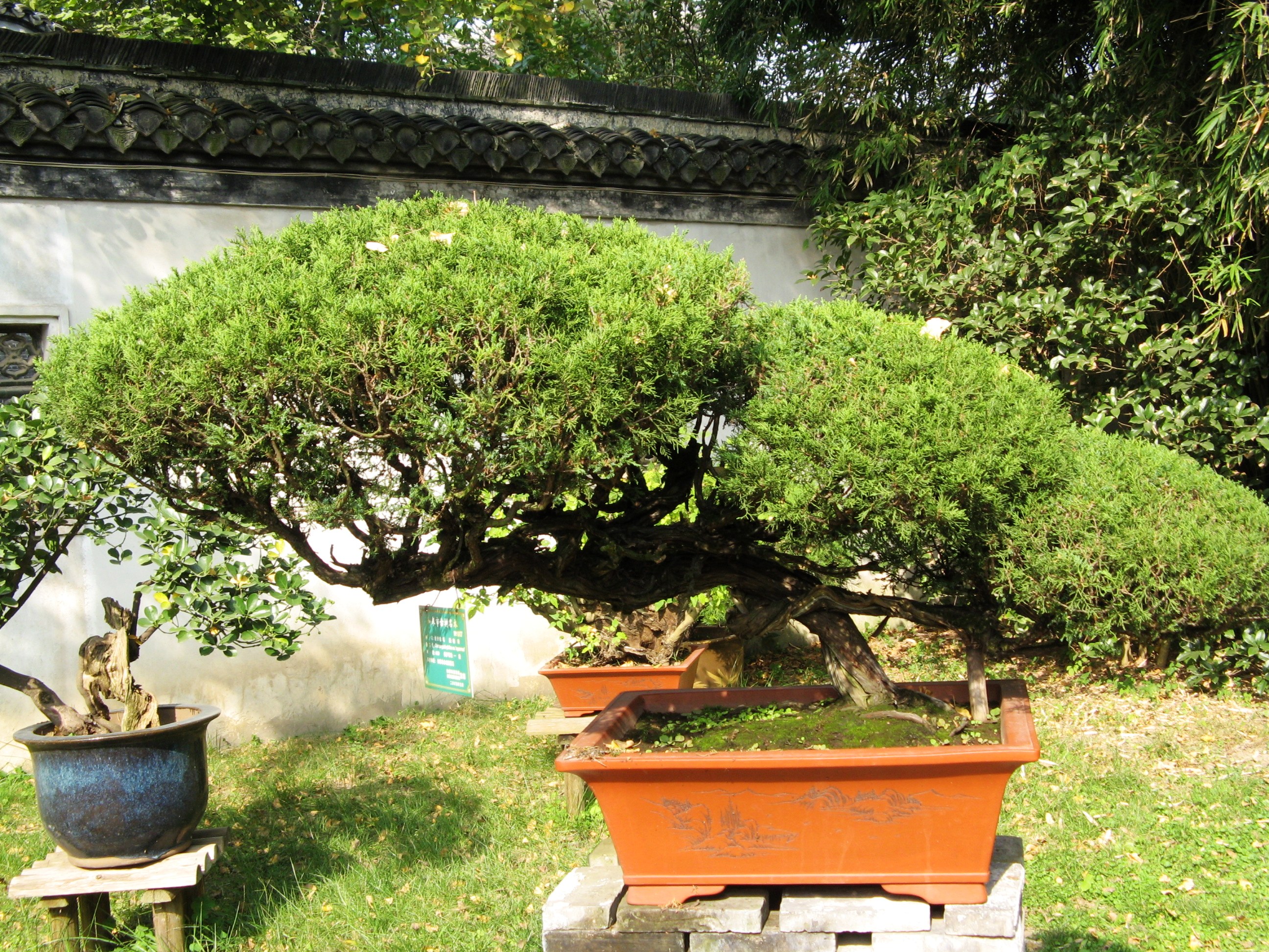 "东方艺术奇葩"——如皋盆景